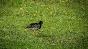 Mazurska i wiosenna flora i fauna na zdjęciach Staszka Sielewicza - zdjęcie 28