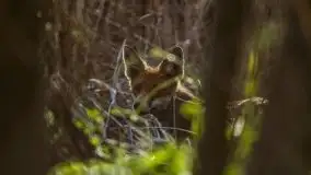 Mazurska i wiosenna flora i fauna na zdjęciach Staszka Sielewicza - zdjęcie 17