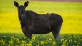 Mazurska i wiosenna flora i fauna na zdjęciach Staszka Sielewicza - zdjęcie 8