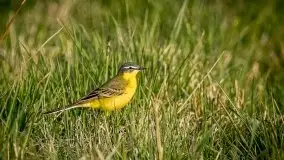 Mazurska i wiosenna flora i fauna na zdjęciach Staszka Sielewicza - zdjęcie 2
