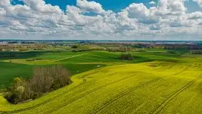 Mazurskie pola rzepaku na początku maja 2020 r. - zdjęcie 13