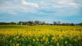 Mazurskie pola rzepaku na początku maja 2020 r. - zdjęcie 16