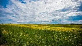 Mazurskie pola rzepaku na początku maja 2020 r. - zdjęcie 19