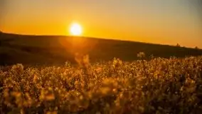 Złoto w kolorach słońca i rzepaku, maj 2020.r - zdjęcie 39