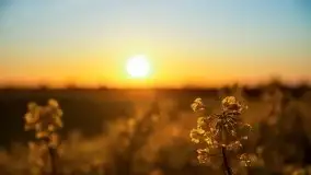 Złoto w kolorach słońca i rzepaku, maj 2020.r - zdjęcie 48