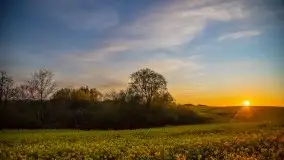 Złoto w kolorach słońca i rzepaku, maj 2020.r - zdjęcie 34