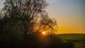 Złoto w kolorach słońca i rzepaku, maj 2020.r - zdjęcie 40