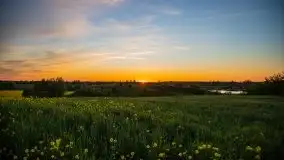 Złoto w kolorach słońca i rzepaku, maj 2020.r - zdjęcie 54