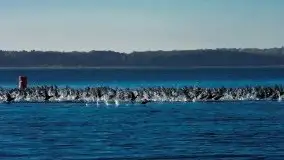 Zdjęcia: Poradnik motorowodny, skuterem i jachtem motorowym przez Mazury - jezioro Mamry - zdjęcie 18