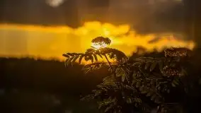 Magiczny, czerwcowy zachód słońca w Sztynorcie - zdjęcie 17