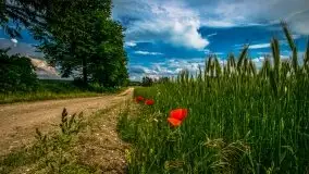 Czerwcowe Mazury na zdjęciach Stanisława Sielewicza - zdjęcie 11