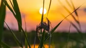 Zachód Słońca nad kanałem Jeglińskim - zdjęcie 39