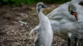 Miłośnicy Mazur - fotografie Stanisława Sielewicza - zdjęcie 19