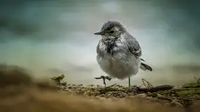 Miłośnicy Mazur - fotografie Stanisława Sielewicza - zdjęcie 5