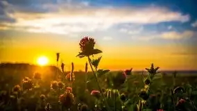 Lipcowe Mazury według Staszka Sielewicza - zdjęcie 9