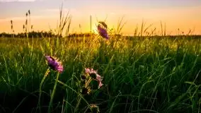 Lipcowe Mazury według Staszka Sielewicza - zdjęcie 13