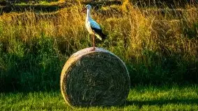 Lipcowe Mazury według Staszka Sielewicza - zdjęcie 18