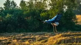 Lipcowe Mazury według Staszka Sielewicza - zdjęcie 31