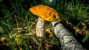 Lipcowe Mazury według Staszka Sielewicza - zdjęcie 28