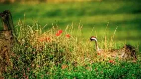 Lipcowe Mazury według Staszka Sielewicza - zdjęcie 30