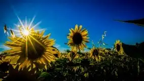 Mazurskie słońce i... słoneczniki, sierpień 2020 r. - zdjęcie 1