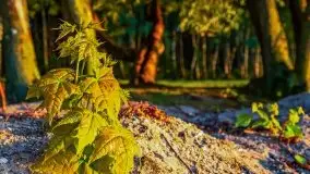 Zachód słońca nad jeziorem Dargin - zdjęcie 57