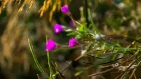 Wschód słońca nad jeziorem Pozezdrze - zdjęcie 30