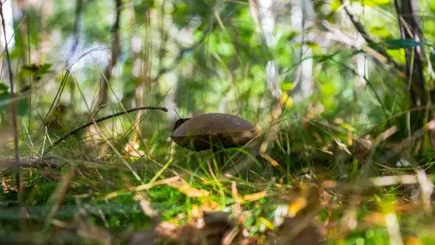 Mazurski las... i grzyby, początek września 2020 r. - zdjęcie 2