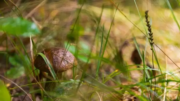 Mazurski las... i grzyby, początek września 2020 r. - zdjęcie 4