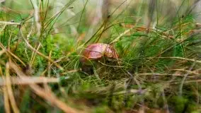 Mazurski las... i grzyby, początek września 2020 r. - zdjęcie 12