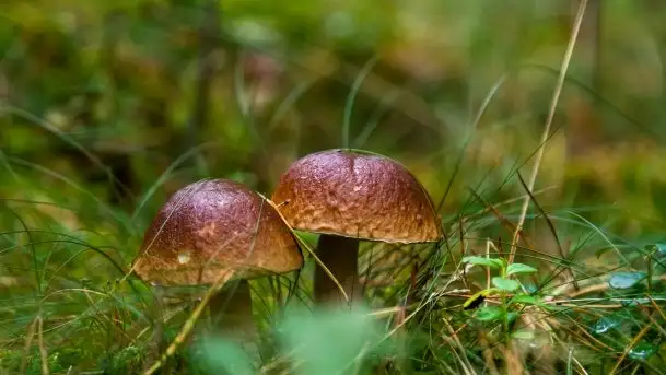 Mazurski las... i grzyby, początek września 2020 r. - zdjęcie 1