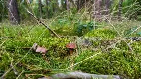 Mazurski las... i grzyby, początek września 2020 r. - zdjęcie 28