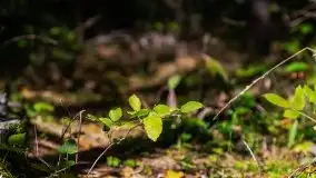 Mazurski las... i grzyby, początek września 2020 r. - zdjęcie 36