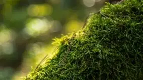 Mazurski las... i grzyby, początek września 2020 r. - zdjęcie 39