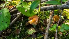 Mazurski las... i grzyby, początek września 2020 r. - zdjęcie 48