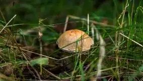 Mazurski las... i grzyby, początek września 2020 r. - zdjęcie 52