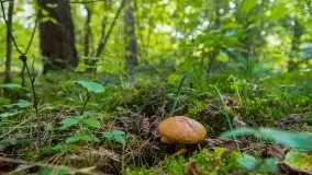 Mazurski las... i grzyby, początek września 2020 r. - zdjęcie 56