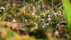 Mazurski las... i grzyby, początek września 2020 r. - zdjęcie 57