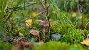 Mazurski las... i grzyby, początek września 2020 r. - zdjęcie 58