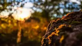 Zachód słońca widziany w zaroślach nad Niegocinem - zdjęcie 3