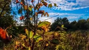 Zachód słońca widziany w zaroślach nad Niegocinem - zdjęcie 12