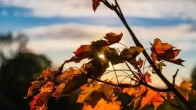 Zachód słońca widziany w zaroślach nad Niegocinem - zdjęcie 4