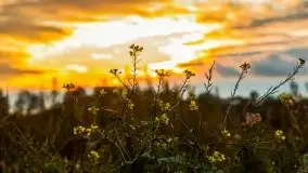 Zachód słońca nad mazurskimi polami, okolice wsi Sulimy - zdjęcie 27