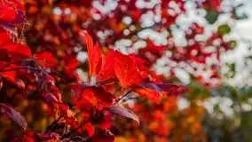 Wschód słońca, okolice i jezioro Kisajno, październik 2020 - zdjęcie 24