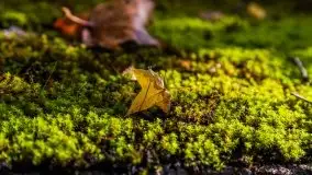 Mazurska jesień w okolicy Pieczarek i Przerwanek - zdjęcie 43