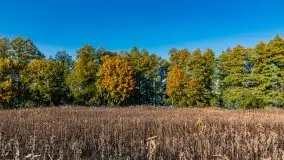 Jesienny, Mazurski las w okolicach Pieczarek - zdjęcie 14