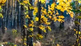 Jesienny, Mazurski las w okolicach Pieczarek - zdjęcie 40