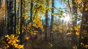 Jesienny, Mazurski las w okolicach Pieczarek - zdjęcie 32