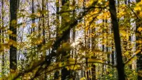 Jesienny, Mazurski las w okolicach Pieczarek - zdjęcie 24