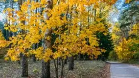 Jesienny, Mazurski las w okolicach Pieczarek - zdjęcie 23